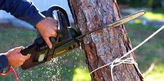 Best Emergency Tree Removal  in Hainesvle, IL