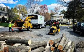 Best Storm Damage Tree Cleanup  in Hainesvle, IL