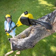 Best Tree Removal  in Hainesvle, IL