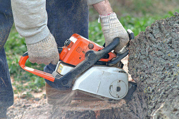 Best Tree Disease Treatment  in Hainesvle, IL