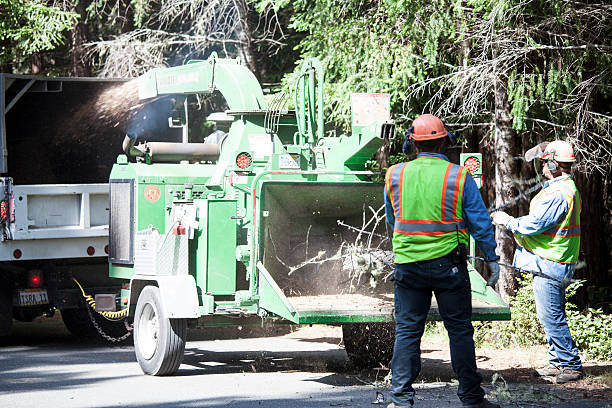 Best Tree Mulching  in Hainesvle, IL