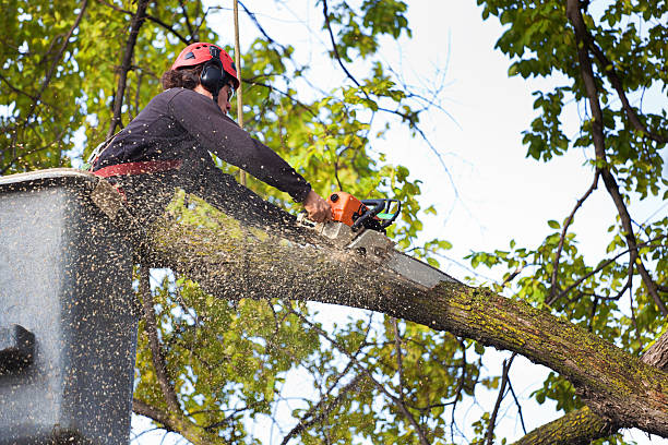 Best Arborist Consultation Services  in Hainesvle, IL