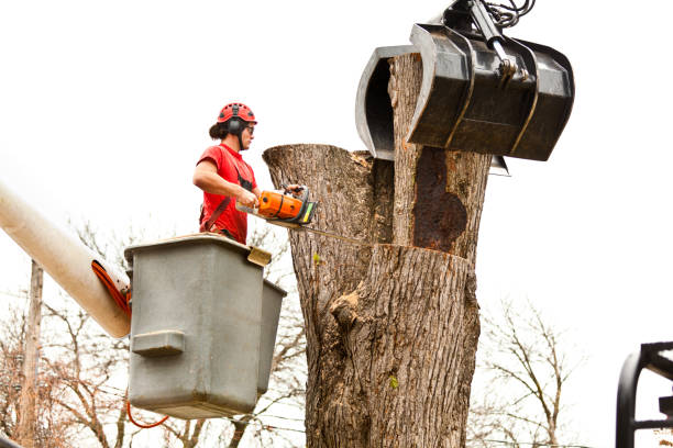 Best Hazardous Tree Removal  in Hainesvle, IL